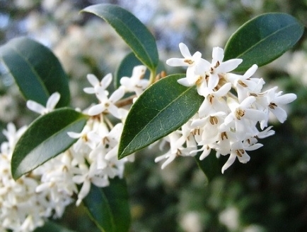 image-chapter-1721989-0-52