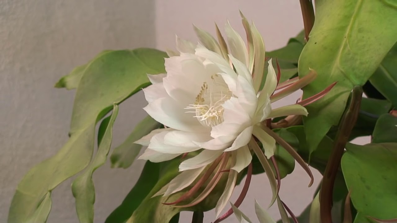 image-chapter-57903-0-96-0