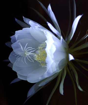 image-chapter-57903-0-0-0