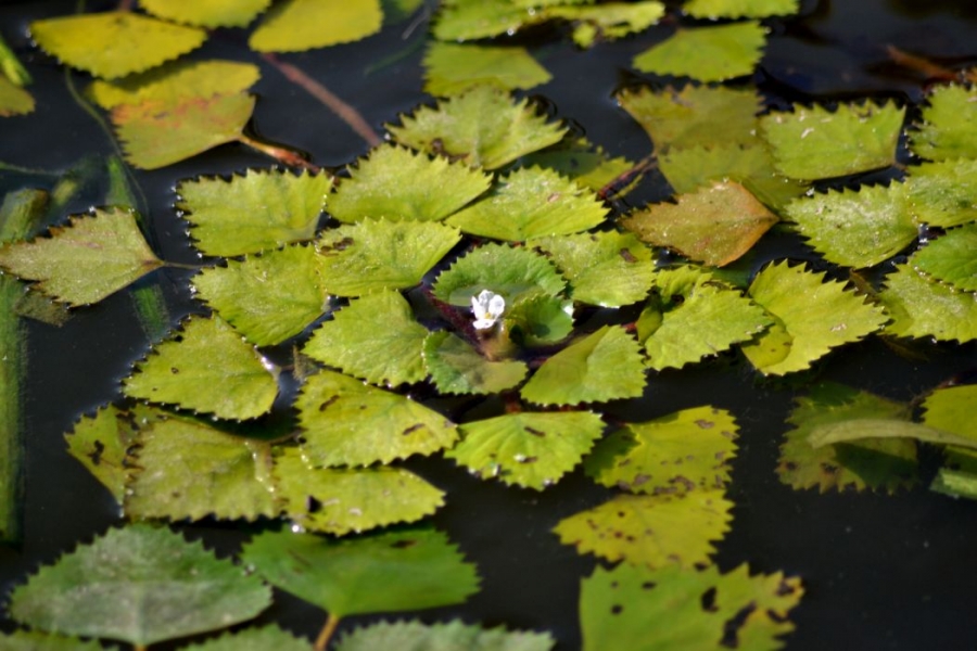 image-chapter-60452-0-63-0