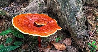 image-chapter-1878208-0-12